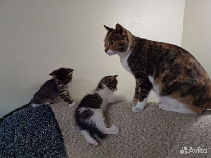Котята в добрые руки