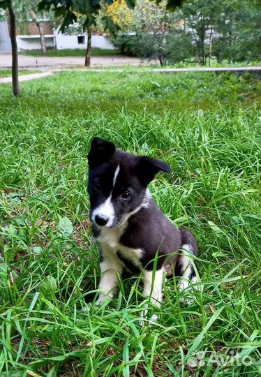 Отдам в добрые руки