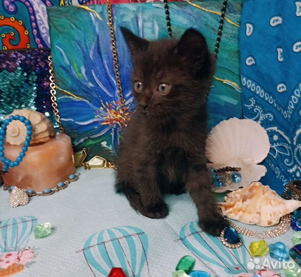 Ласковая девочка в добрые руки