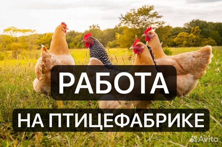 Разнорабочие на птицефабрику вахта проживанием