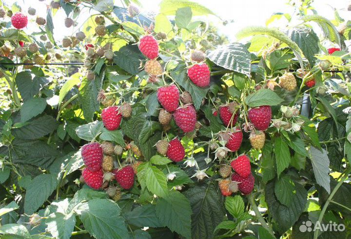 Малина ремонтантная