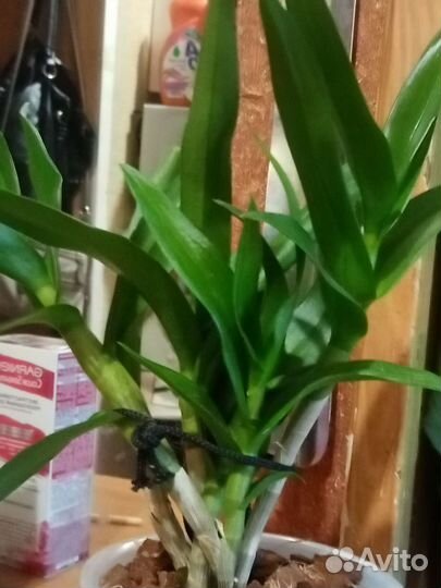 Орхидея дендрофаленопсис