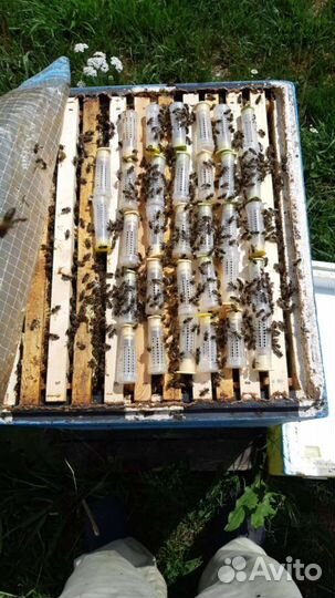 Пчеломатки и пчелопакеты Бакфаст