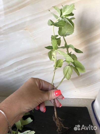 Мята мохито