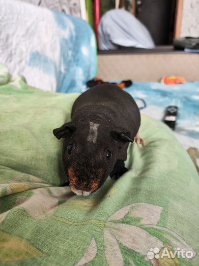 Морская свинка скинни