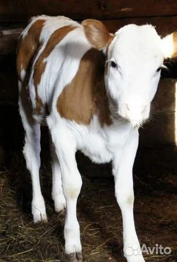 Телочка 2 месяца