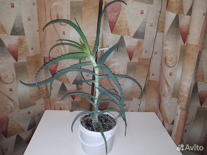 Алоэ лечебный