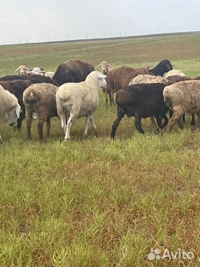 Баран дорпер