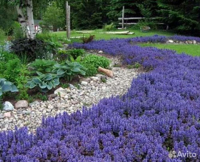 Живучка красная и зелёная, цветущая