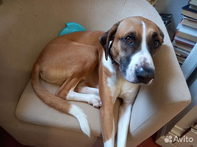 Собака в добрые руки