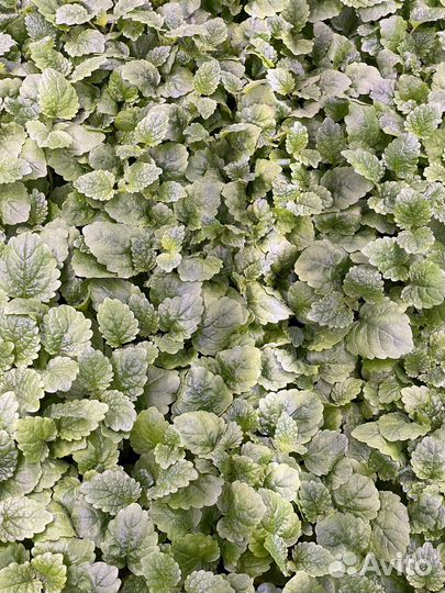 Мелисса цитрусовая (микрозелень, беби лист)