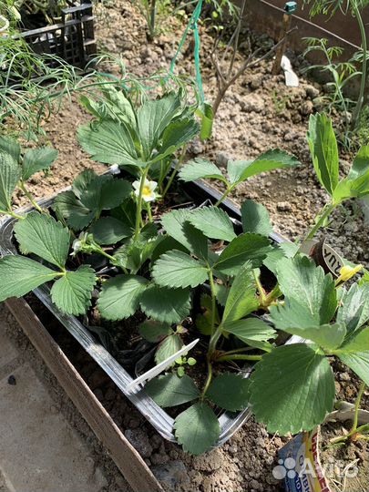 Рассада клубники