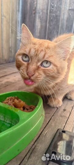Чудесный рыжий котик ищет дом