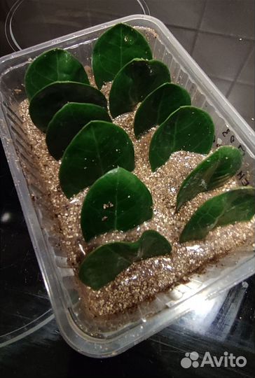 Замиокулькас Мидори листья и веточки