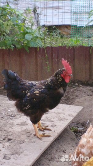 Продам петуха