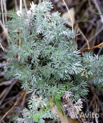 жусан полынь. полынь холодная artemisia frigida. полынь холодная. Artemisia frigida willd. полынь frigida холодная.
