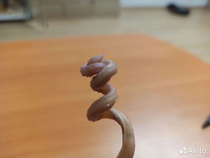 Морская раковина