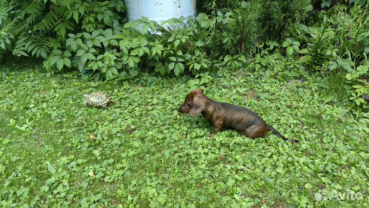 Щенок таксы Тигровый