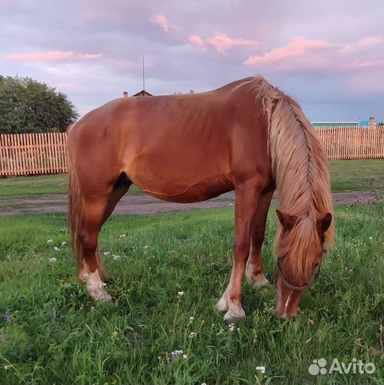 Орловские кобылы и жеребчик