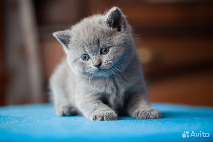 Амелия, кошечка британка от породистых родителей