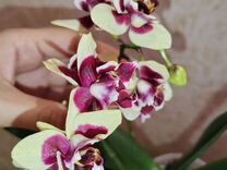 Орхидея трилипс