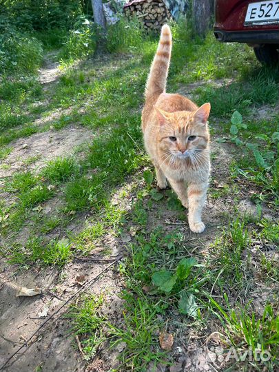 Отдам котика-1 год