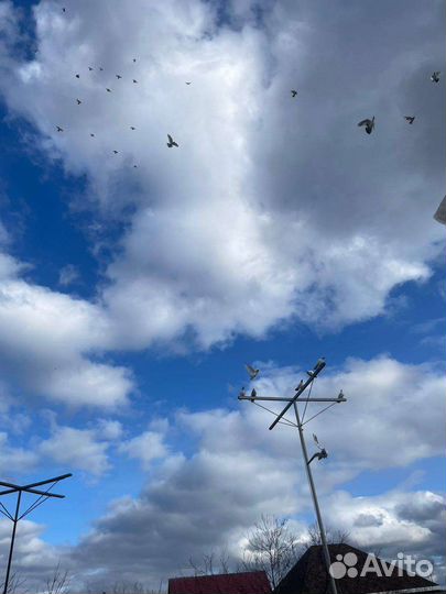 Продажа голубей