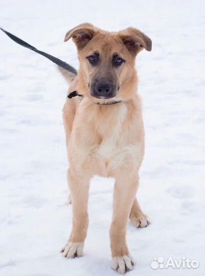 Щенок Ричик. Никто не замечает его