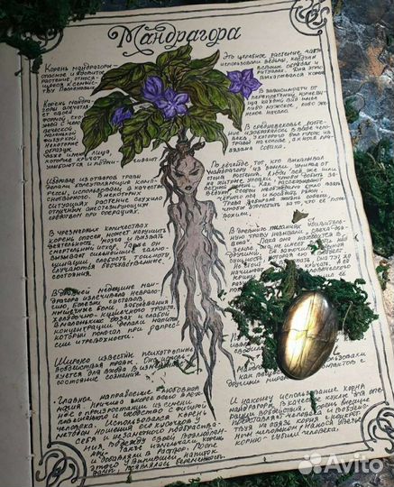 Мандрагора Саженцы