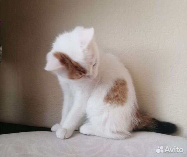 Кошка в дар