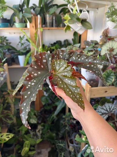 Бегония Макулата