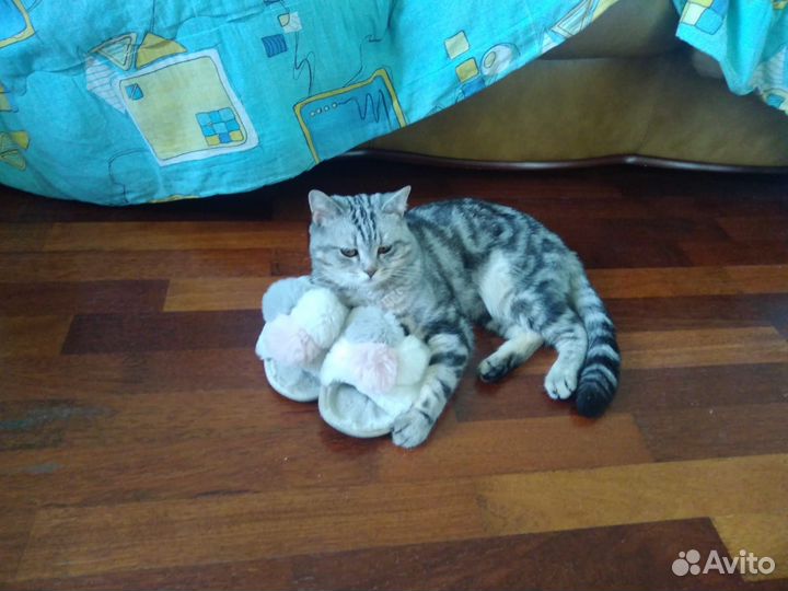 Шотландский кот вязка