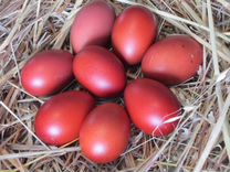 Маран - инкубационное яйцо кур