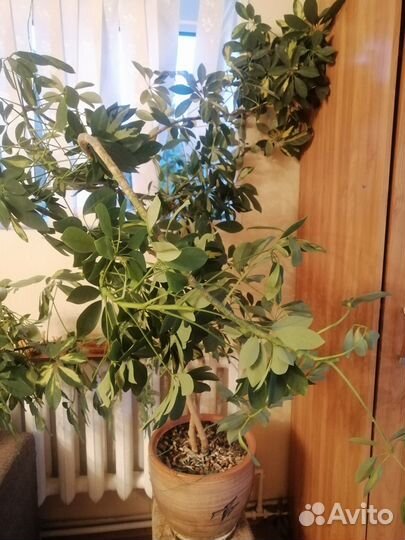 Комнатные цветы