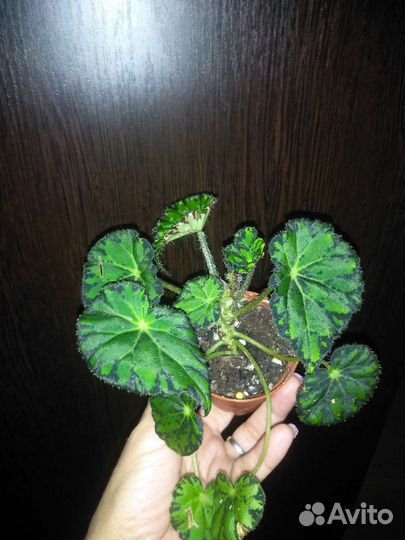 Бегония тигровая