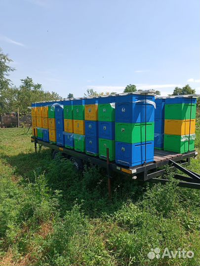 Продам пасеку