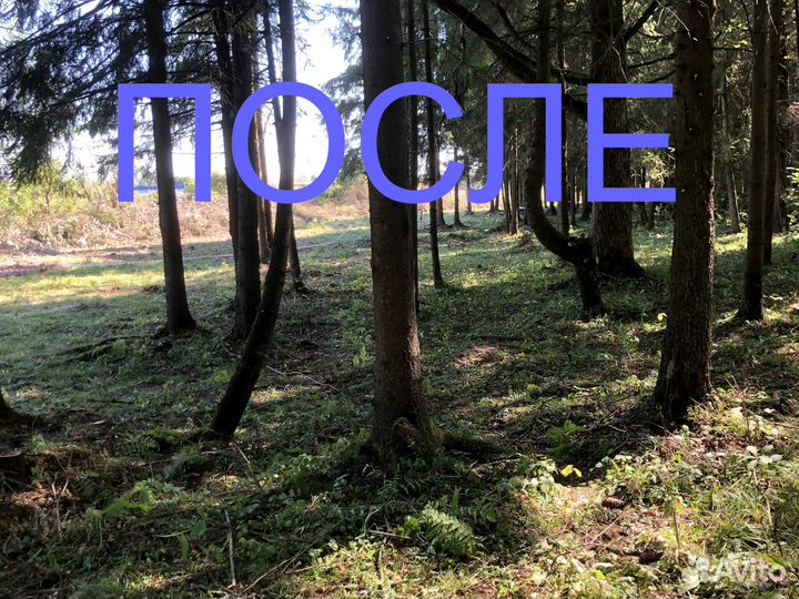 Расчистка участка от кустов, деревьев, борщевика