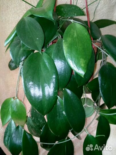 Продам срезку хой