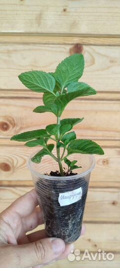 Мята сортовая, мелисса, шалфей