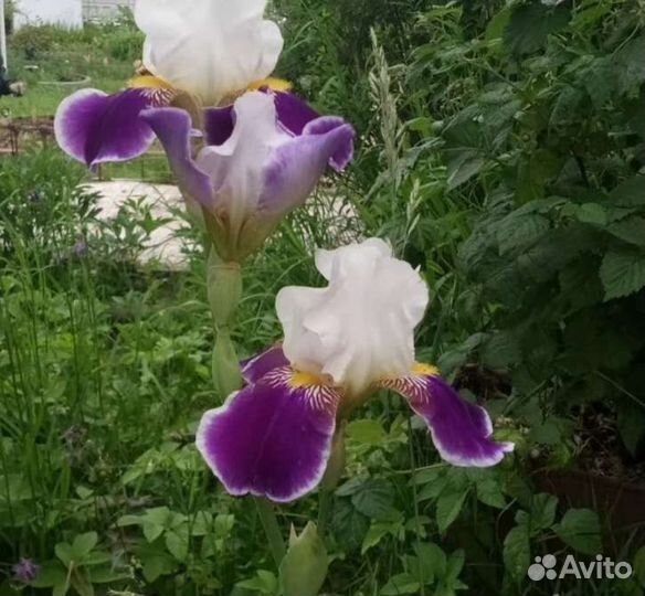 Ирисы бородатые сортовые