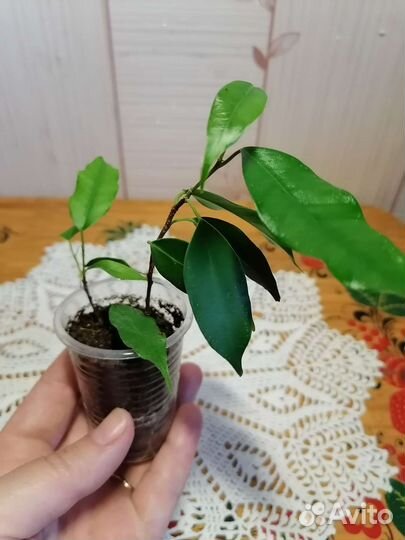 Фикус Бенджамина мелколистный