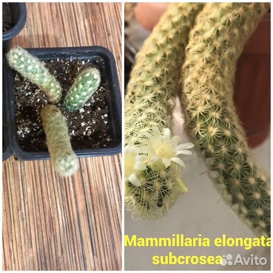 Кактус цветущий желтыми цветочками