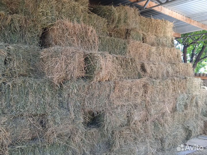 Продаю сено люцерны в тюках