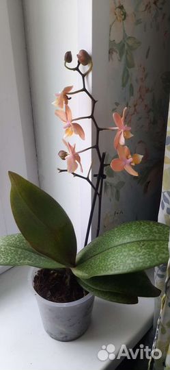 Орхидея фаленопсис Парфюмерная фабрика Scention