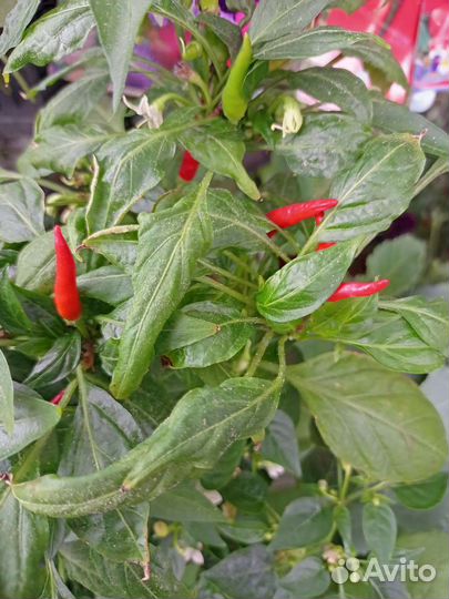 Многолетний острый перец