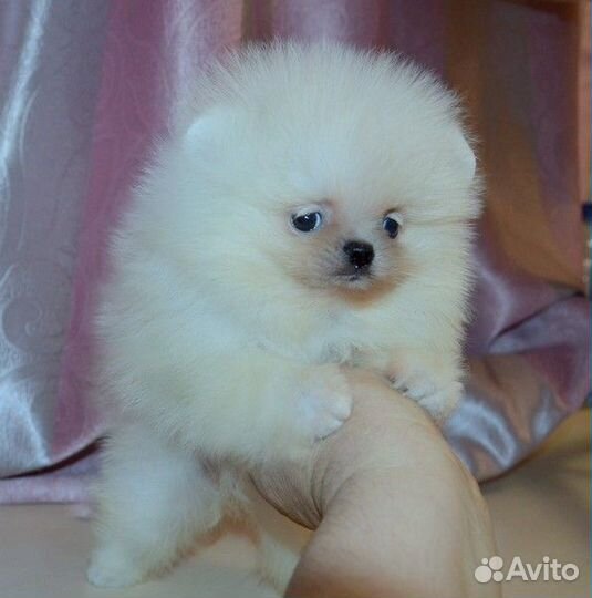 Померанский шпиц,мини щенки разных окрасов,с докум