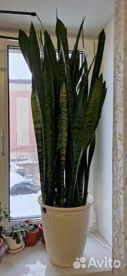 Сансевиерия,тещин язык, щучий хвост