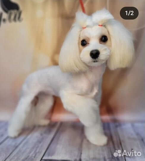 Стрижка собак.Грумер Марта. УЗ чистка зубов