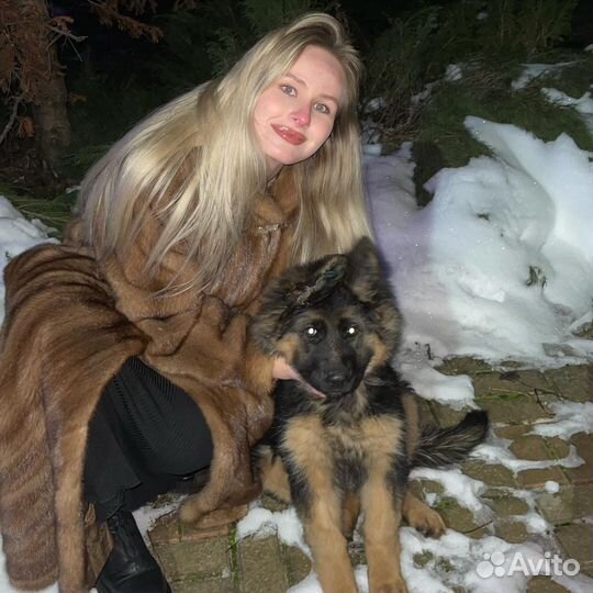 Немецкая овчарка