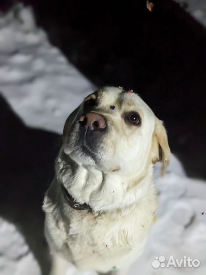 Вязка лабрадор ретривер